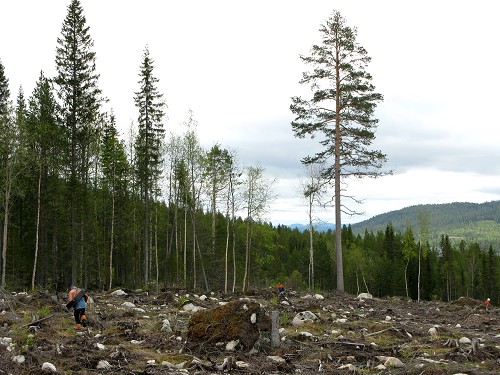 Vad är väl en sommar utan plantering?